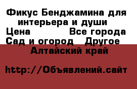 Фикус Бенджамина для интерьера и души › Цена ­ 2 900 - Все города Сад и огород » Другое   . Алтайский край